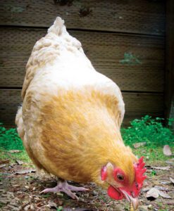 Best Guide For Poultry Feeding For Maximum Meat & Eggs