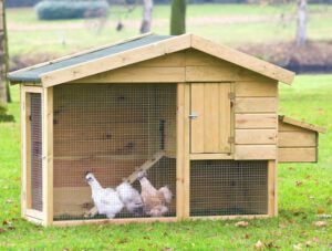 Sterilizing Chicken Coop: Best 18 Tips for Beginners