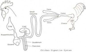 Learn More About Digestive System Of Chicken