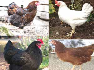 chickens that are good egg layers