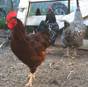 Learn Eating Habits Of Chickens For Raising Chickens