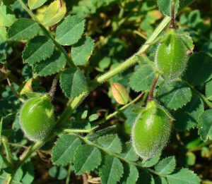 Growing Chickpea: Start Commercial Production for Profits
