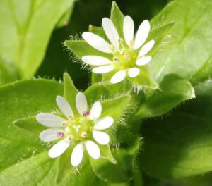 Growing Chickweed: Best Guide for Beginners