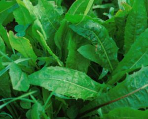 Growing Chicory: Organic Production Guide for Beginners