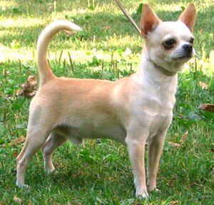 Chihuahua Dog: Characteristics, Origin, Lifespan