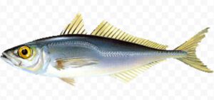 Chilean Jack Mackerel Fish Characteristics, Breeding