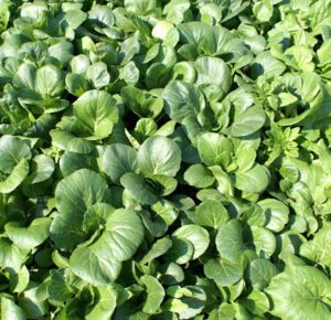 Growing Chinese Cabbage: Best Tips for Organic Production
