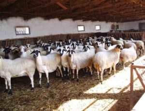 Chios Sheep Characteristics, Origin & Uses Info