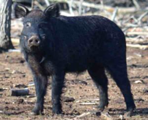 Choctaw Pig Characteristics, Origin & Breed Information