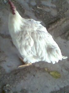 How to Control Chicken Cholera Diseases & Save Poultry