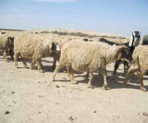 Cholistani Sheep Characteristics, Origin & Uses Info