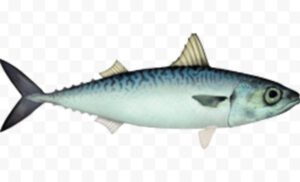 Chub Mackerel Fish Characteristics, Diet, Breeding
