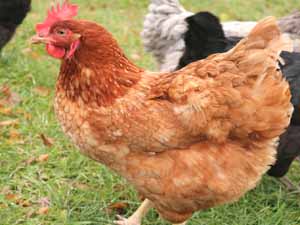 cinnamon queen chicken, cinnamon queen chickens, cinnamon queen chicken characteristics, cinnamon queen chicken size, cinnamon queen chicken eggs, cinnamon queen chicken weight, cinnamon queen chicken price, cinnamon queen chicken eggs production