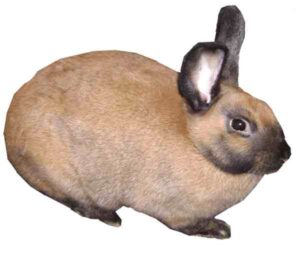 Cinnamon Rabbit Characteristics, Origin, Uses