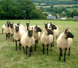 Clun Forest Sheep Characteristics, Uses & Origin