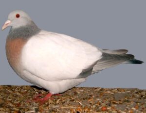 Coburg Lark Pigeon Characteristics, Uses & Origin