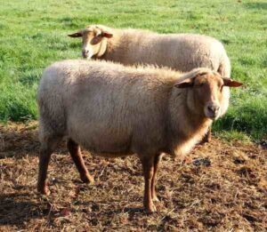 Coburger Fuchsschaf Sheep Characteristics, Uses