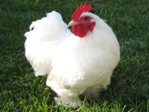 Cochin Chicken Characteristics, Temperament & Uses