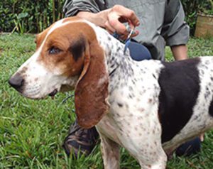Colombian Fino Hound: Characteristics & Best 16 Facts