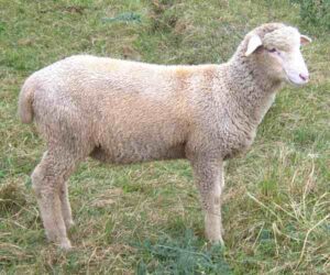 Columbia Sheep: Characteristics, Uses & Best 11 Tips