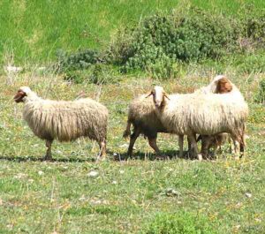 Comisana Sheep Characteristics, Origin & Uses Info