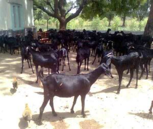 Advantages of Goat Farming Business