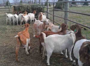 Commercial Goat Farming: Best Guide for High Profits
