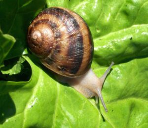 Start Highly Profitable Snail Farming in Nigeria