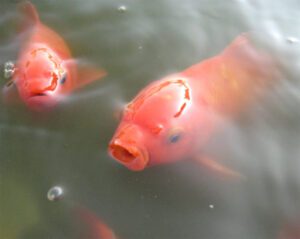 Common Goldfish Characteristics, Diet, Breeding