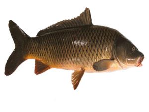 Common Carp Fish: Characteristics, Feeding, Breeding