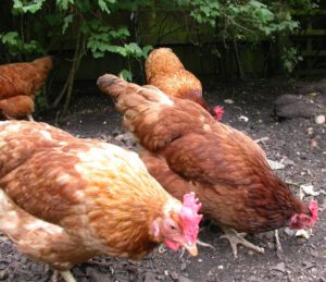 Ideal Conditions For Laying Hens You Should Know