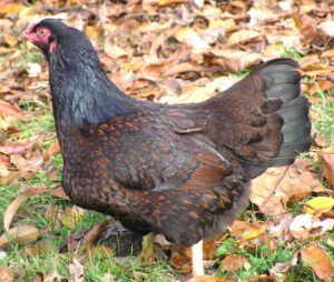 Cornish Chicken: Characteristics & Best 26 Facts