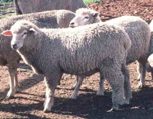 Corriedale Sheep: Characteristics & Best 23 Facts