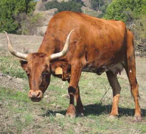 Corriente Cattle Characteristics, Uses & Origin