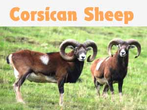 corsican sheep, corsican sheep characteristics, corsican sheep origin, corsican sheep uses