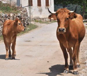 Corsican Cattle Characteristics, Uses & Origin