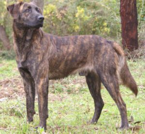 Corsican Dog: Characteristics, Uses & Best 25 Facts