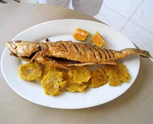 corvina fish, corvina fish characteristics, corvina fish uses, corvina fish cooking, corvina fish taste, corvina fish recipe, corvina fish price