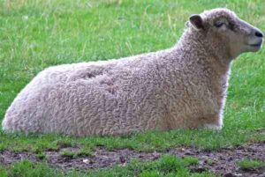 Cotswold Sheep Characteristics, Origin & Uses Info