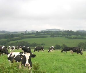 Dairy Farming