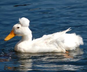 Crested Duck Characteristics, Origin & Uses Info