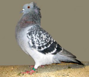 Crested Soultz Pigeon Characteristics, Uses & Origin