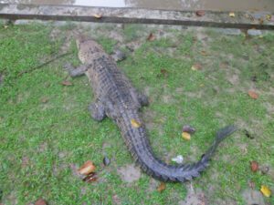 Crocodile Farming: Best Business Guide & 28 Tips
