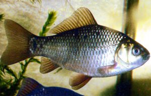 Crucian Carp Fish Characteristics, Feeding, Breeding