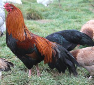 How to Add New Chickens to Existing Flock
