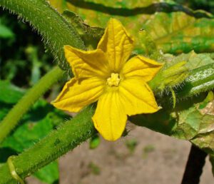 Growing Cucumbers: Best Guide for Beginners