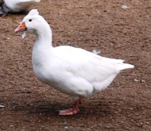 Czech Goose Characteristics, Origin & Uses Info