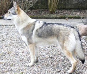 Czechoslovakian Wolfdog: Characteristics, Origin, Temperament
