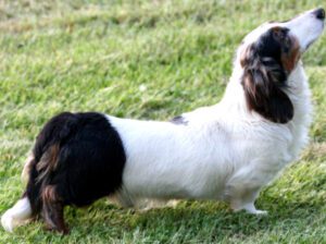 Dachshund Dog: Characteristics, Origin, Lifespan