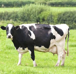 Dairy Cow Farming